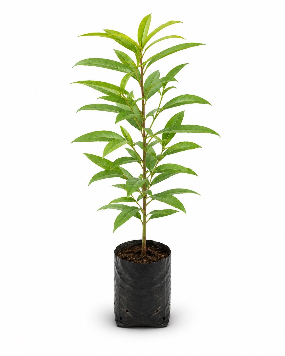 Arjun Tree