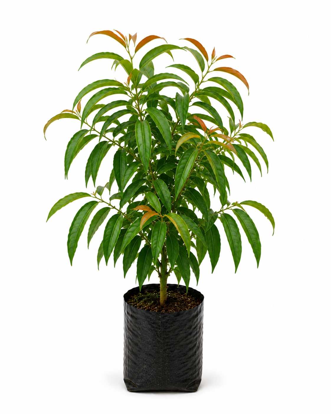 Ashoka Tree