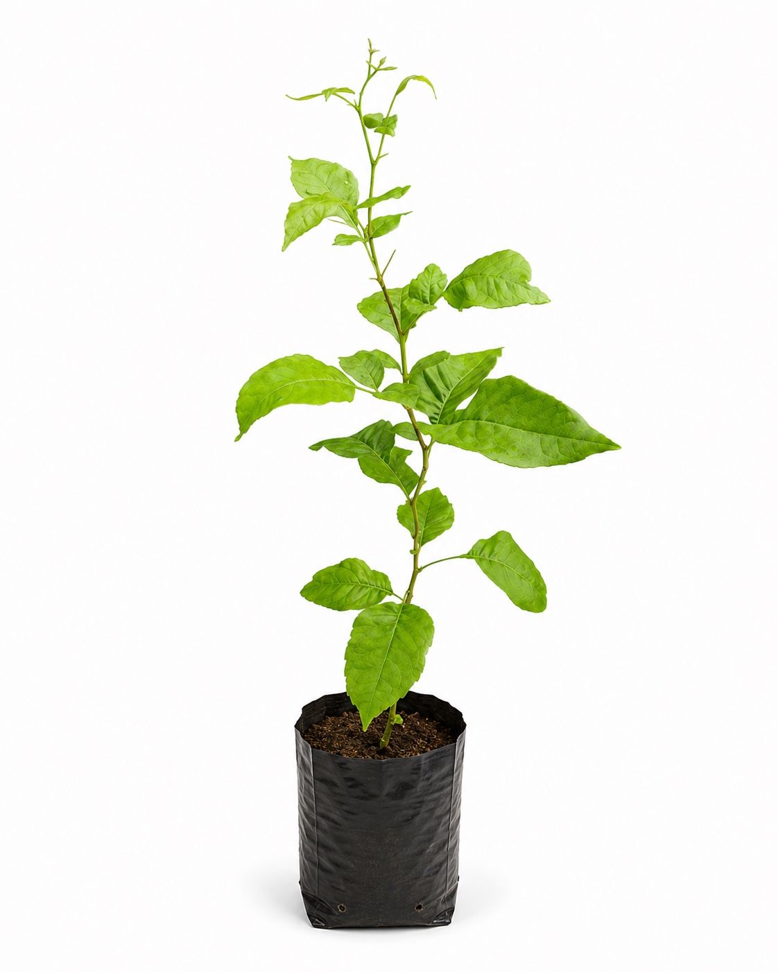 Bael Plant