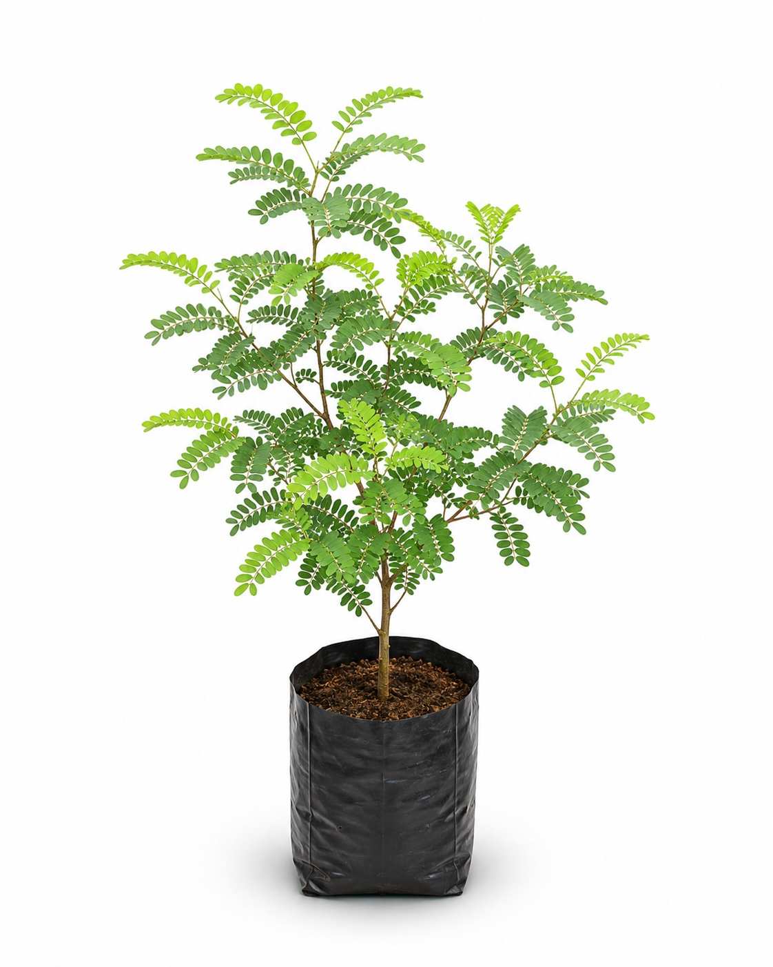 Black cutch Tree
