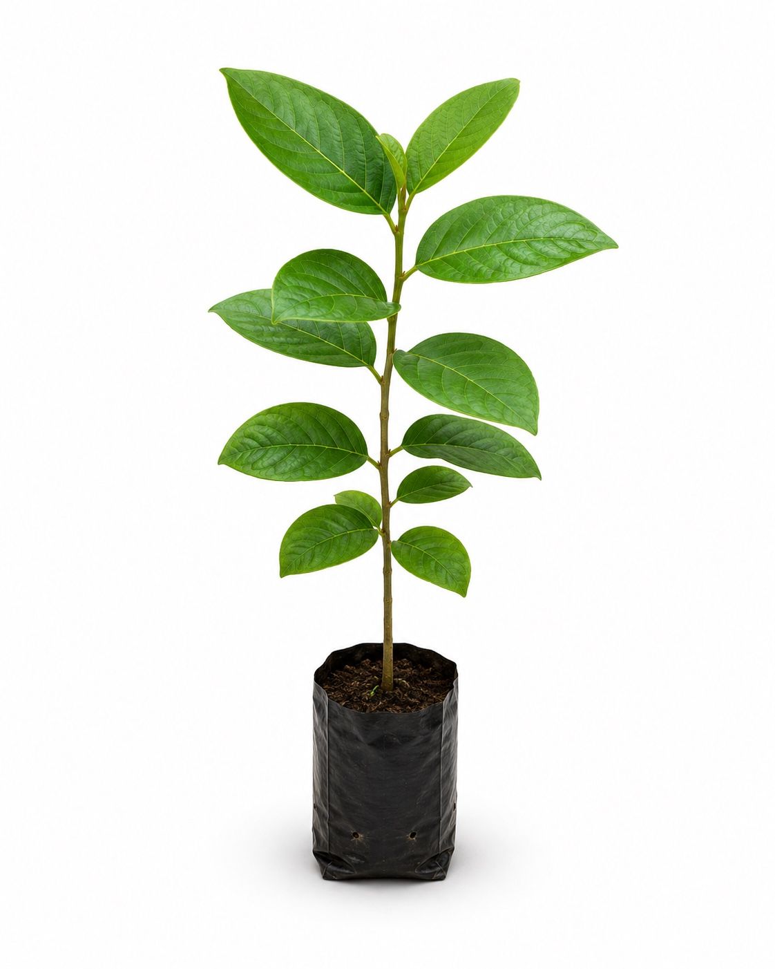Black Maruthu Tree