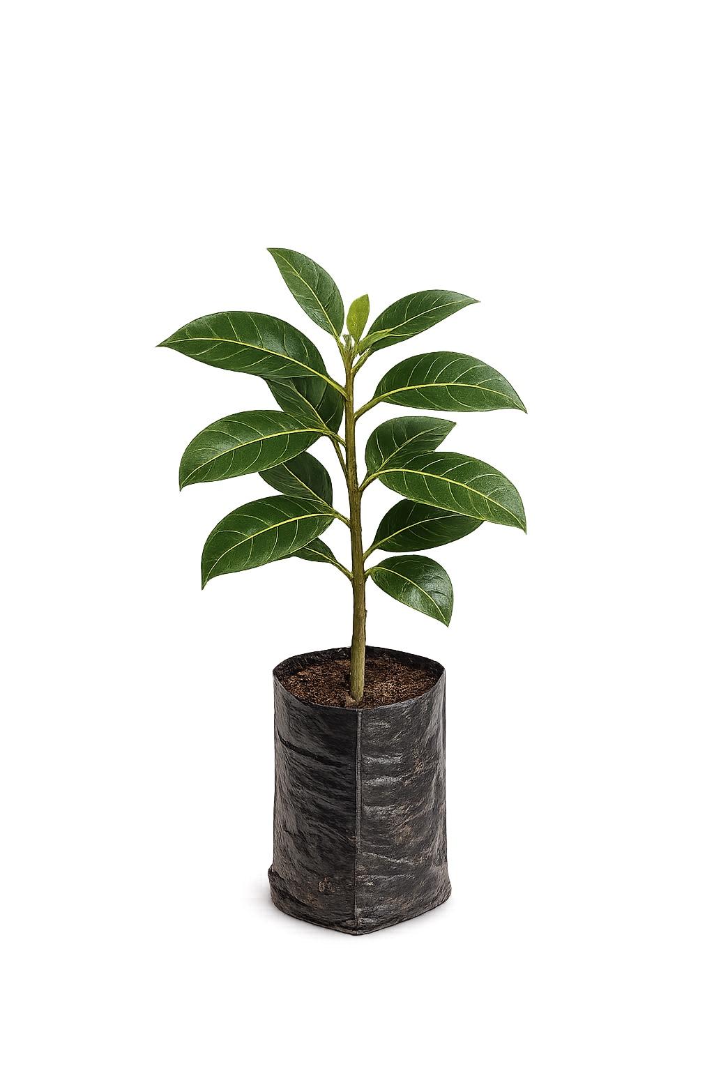 Ceylon Ebony Plant