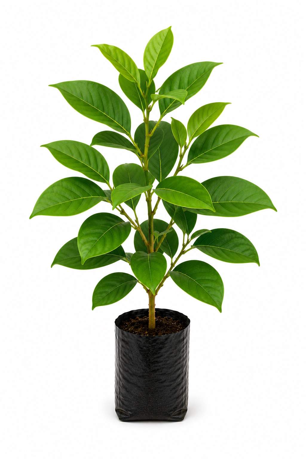 Champak Plant