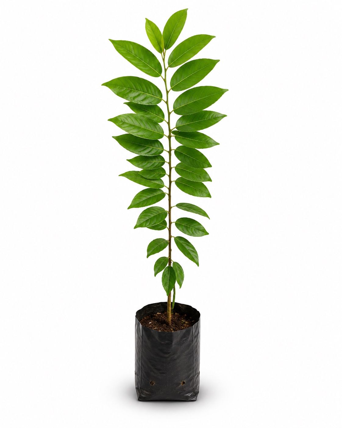 Custard Apple Plant