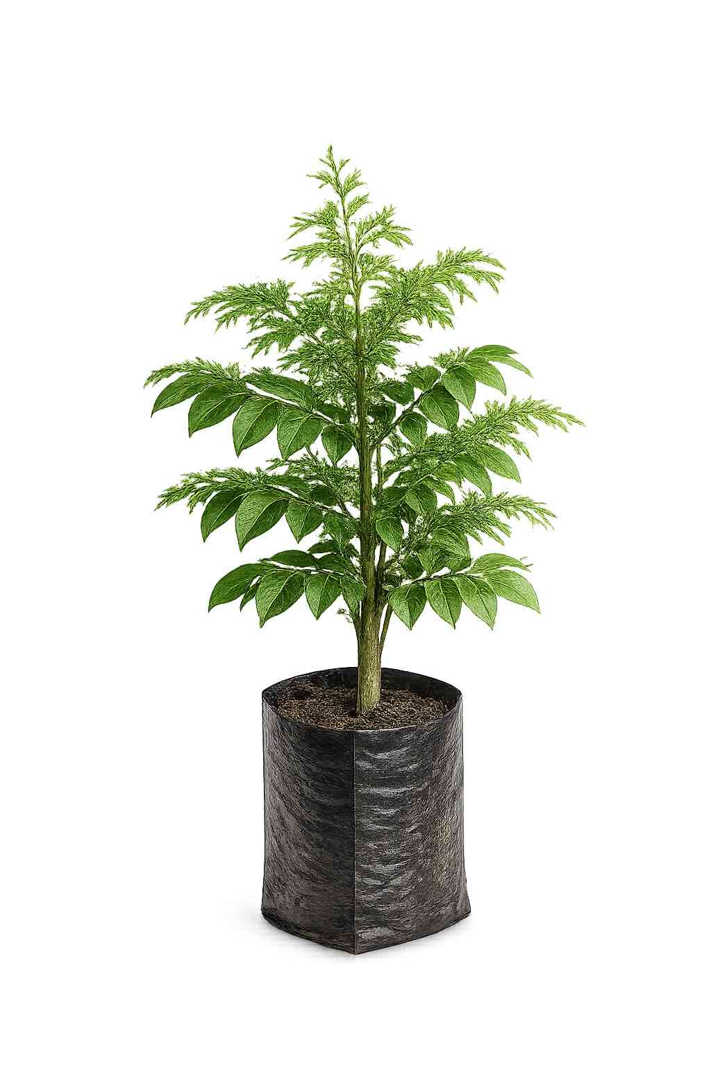 Eetti Tree