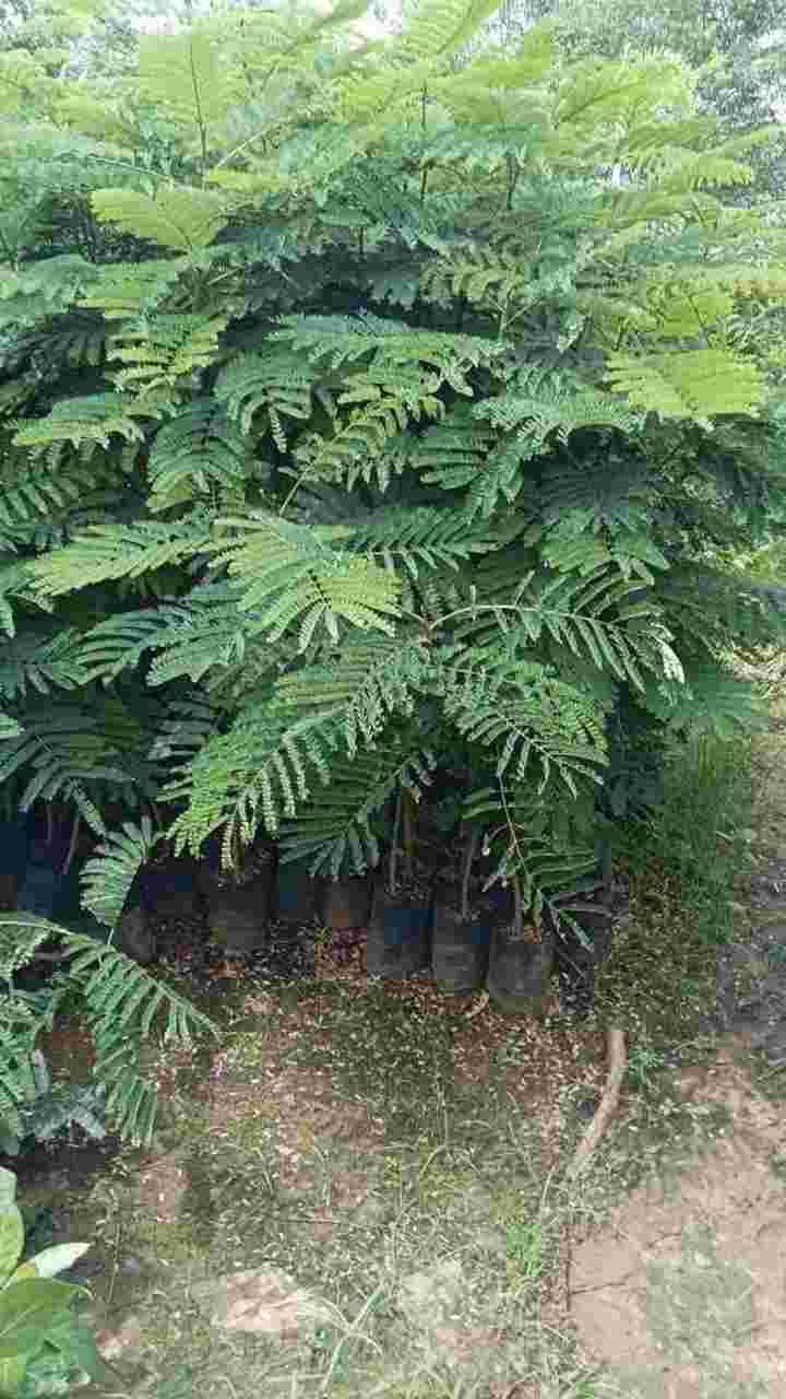 Garden 10