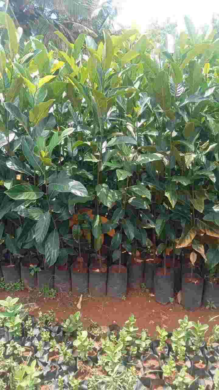 Garden 2