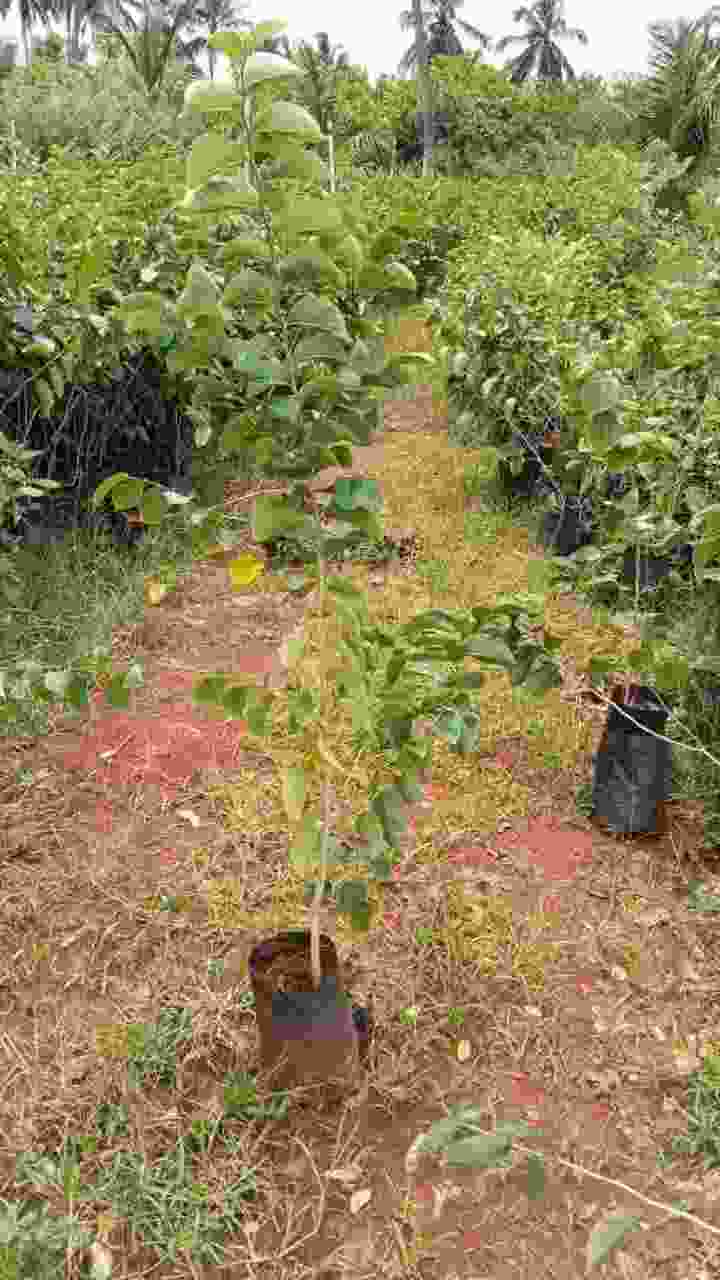 Garden 5