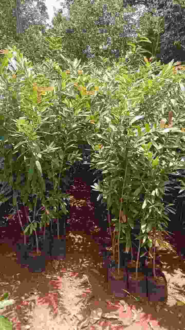 Garden 6
