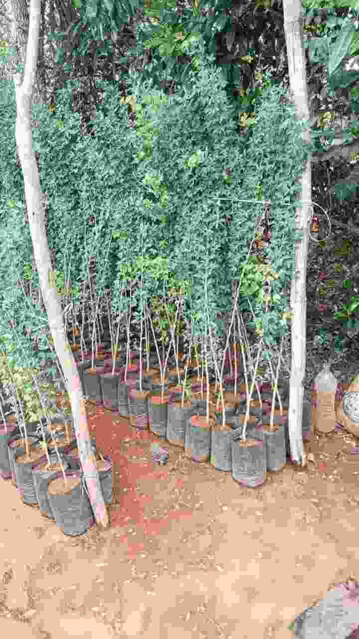 Garden 7