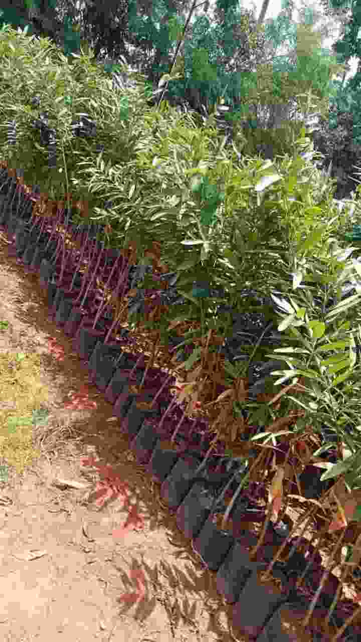 Garden 9