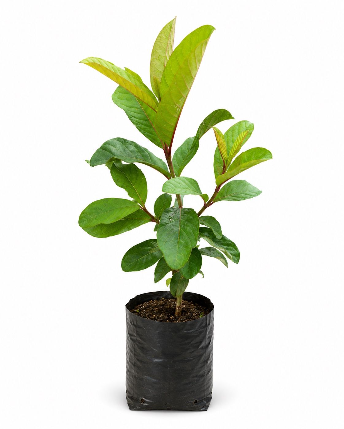 Guava Plant