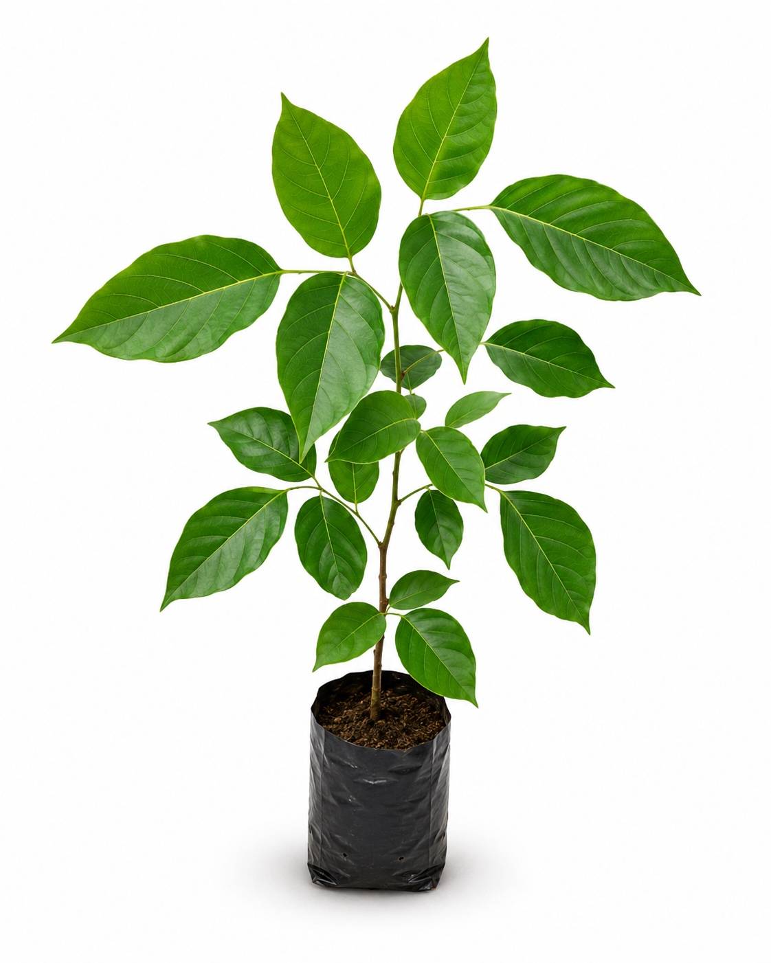 Indian Beech Tree