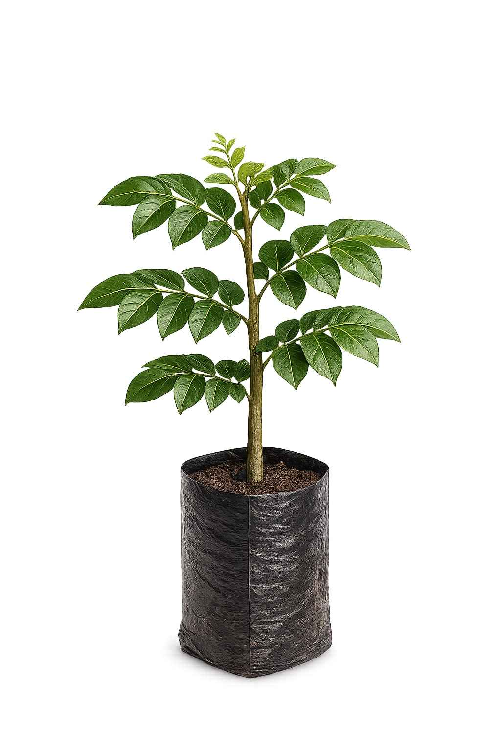 Indian Kino Tree