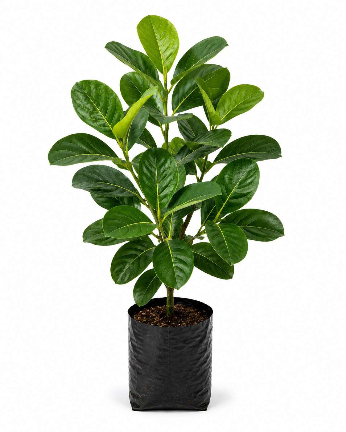 Jackfruit Tree