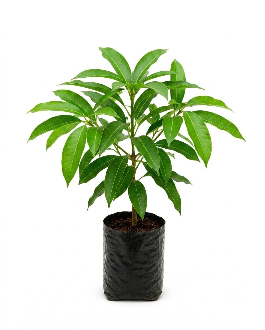Jamun Plant