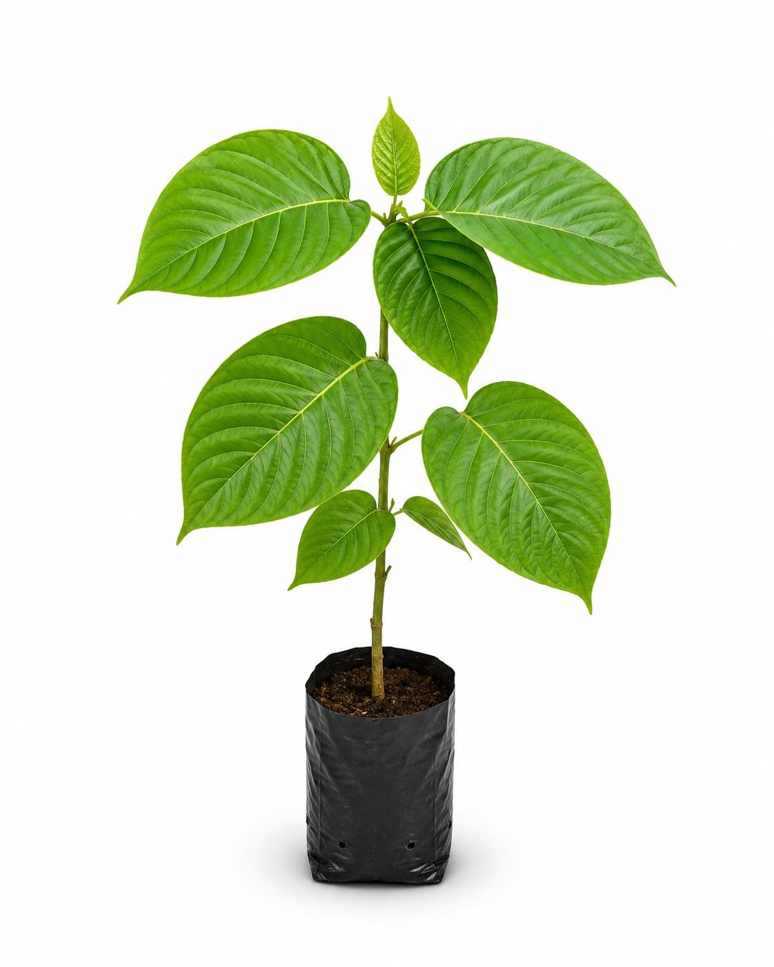 Kadamba Tree