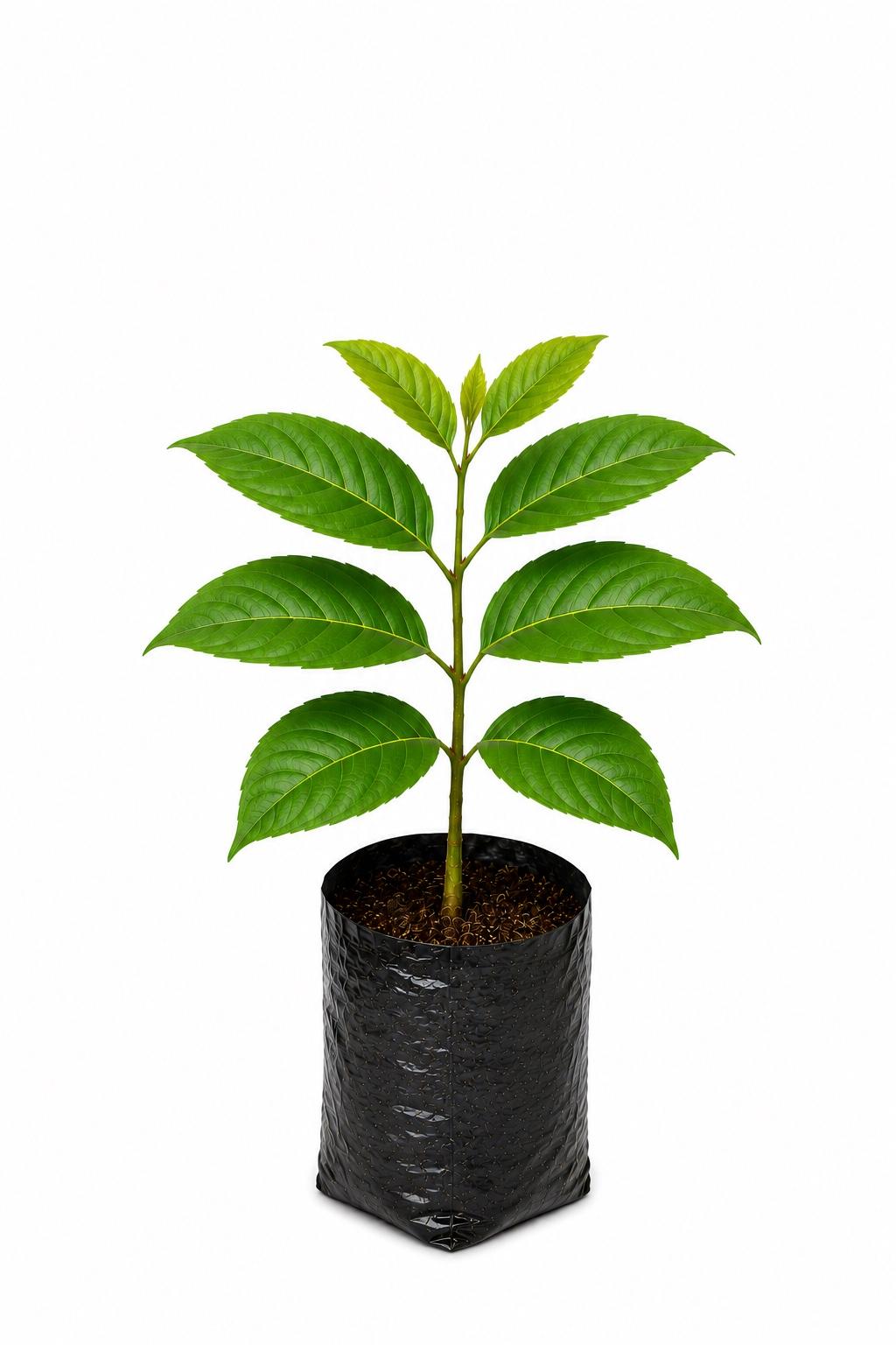 Khaya Mahogany Plant