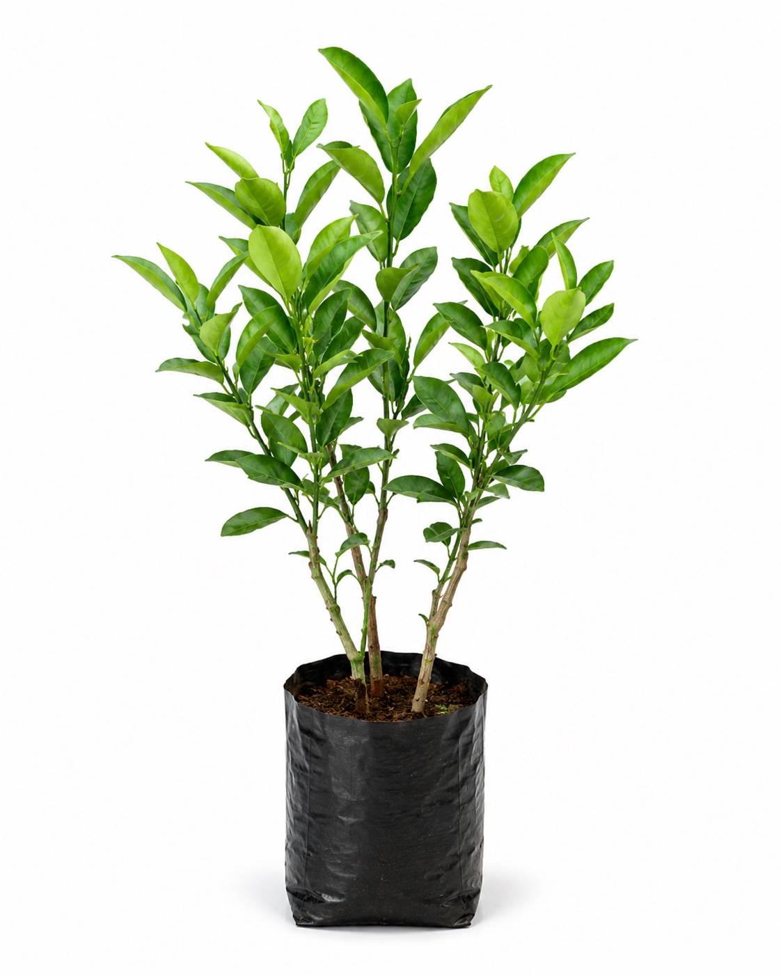 Lemon Plant