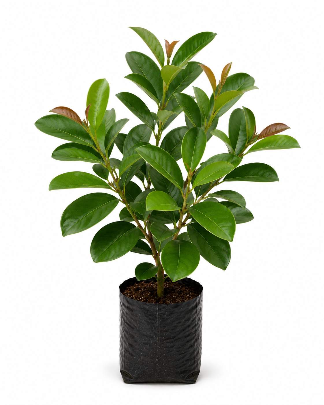 Magizham Tree