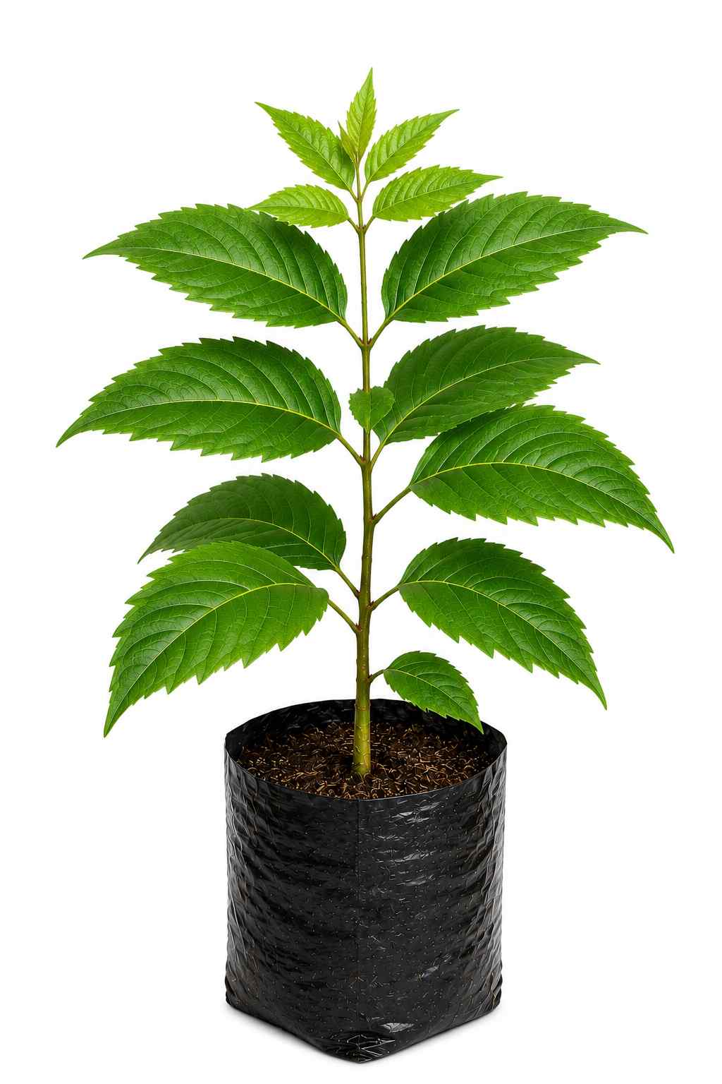 Mahogany Plant
