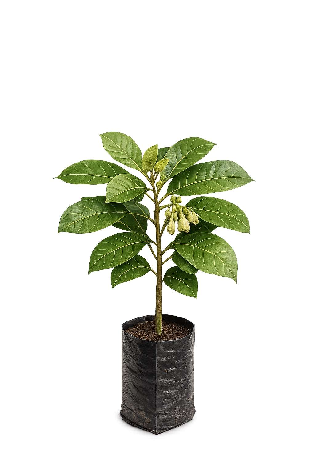 Mahua Tree