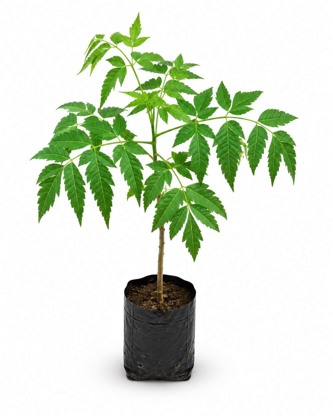 Malabar Neem Plant