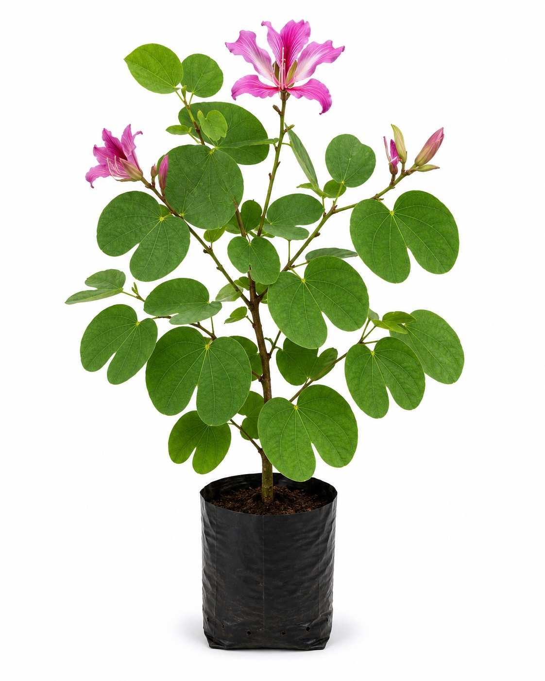 Mandarai Tree