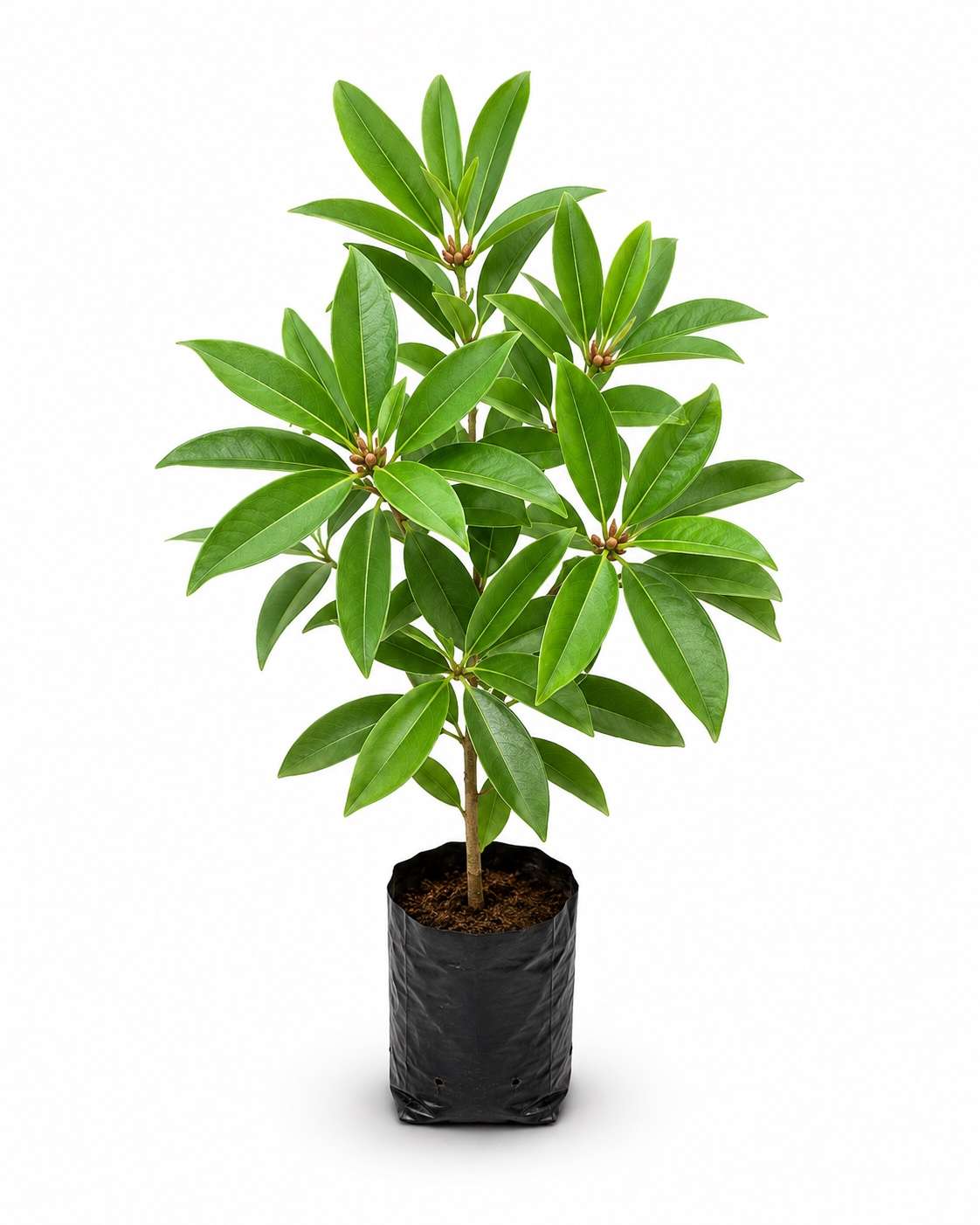Manila Tamarind Plant