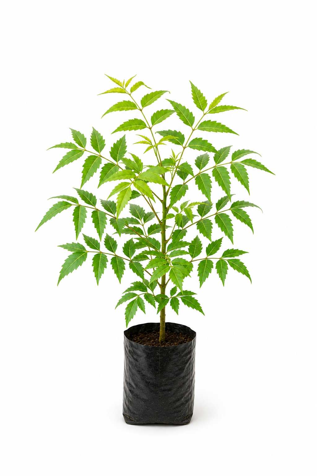 Neem Plant