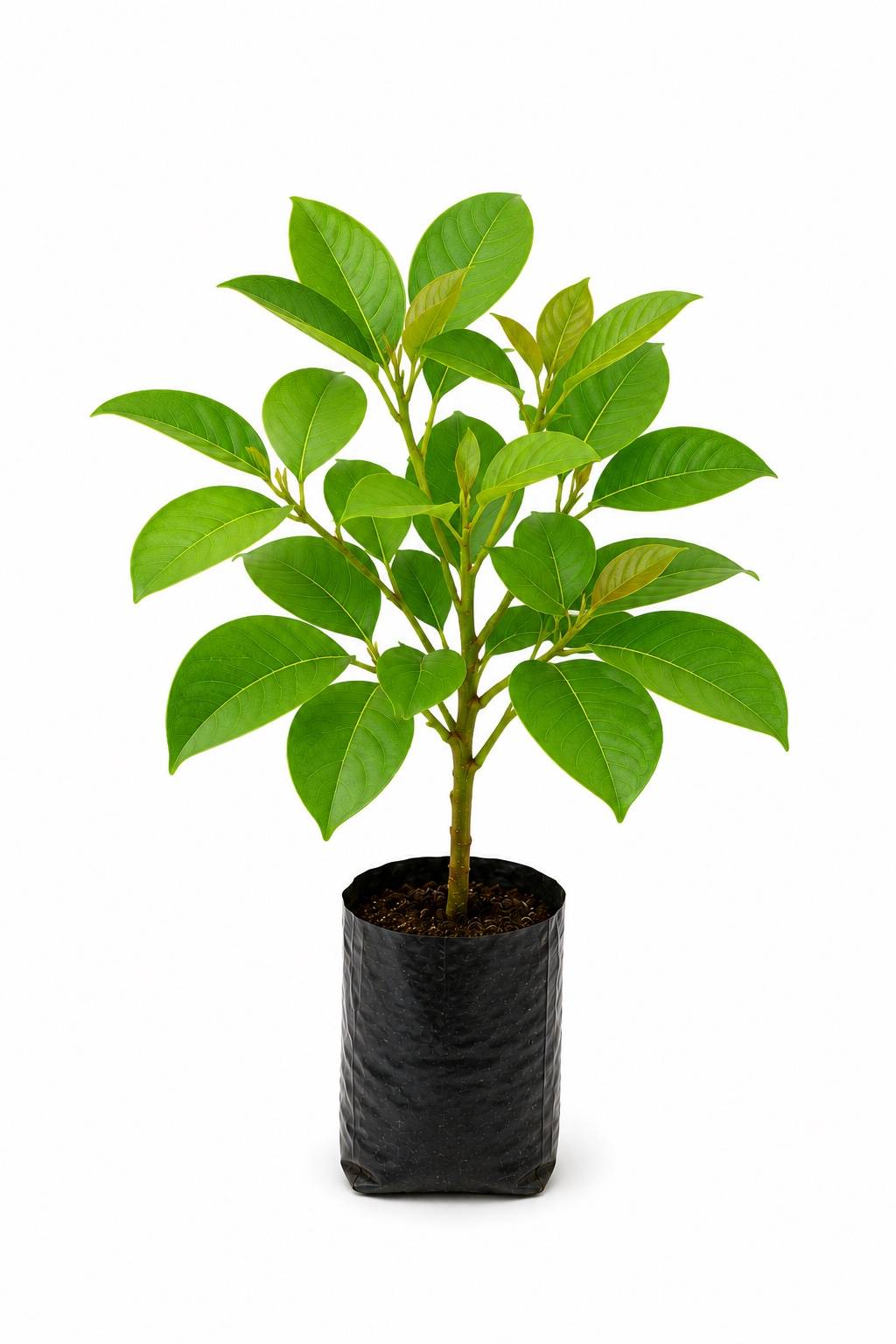 Padauk Tree