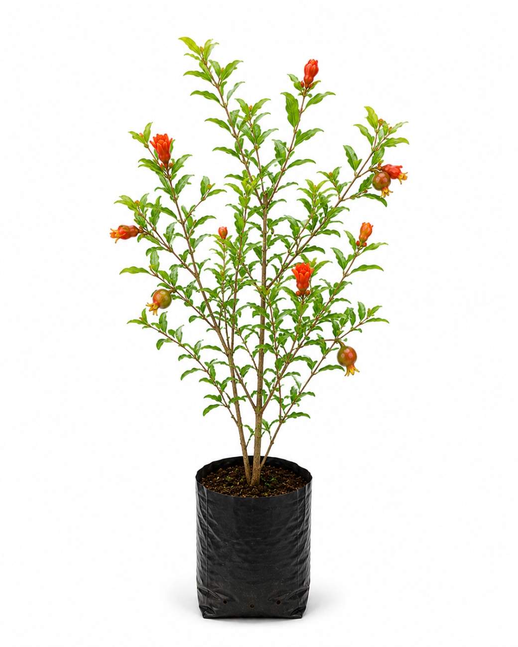 Pomegranate Plant
