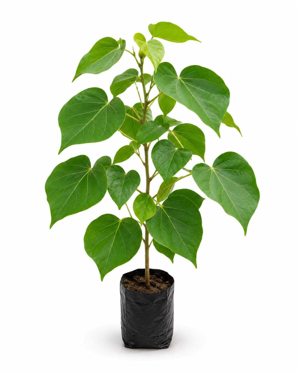 Portia Tree