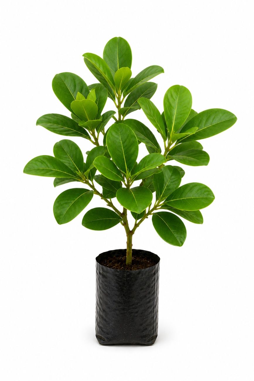 Punnai Tree