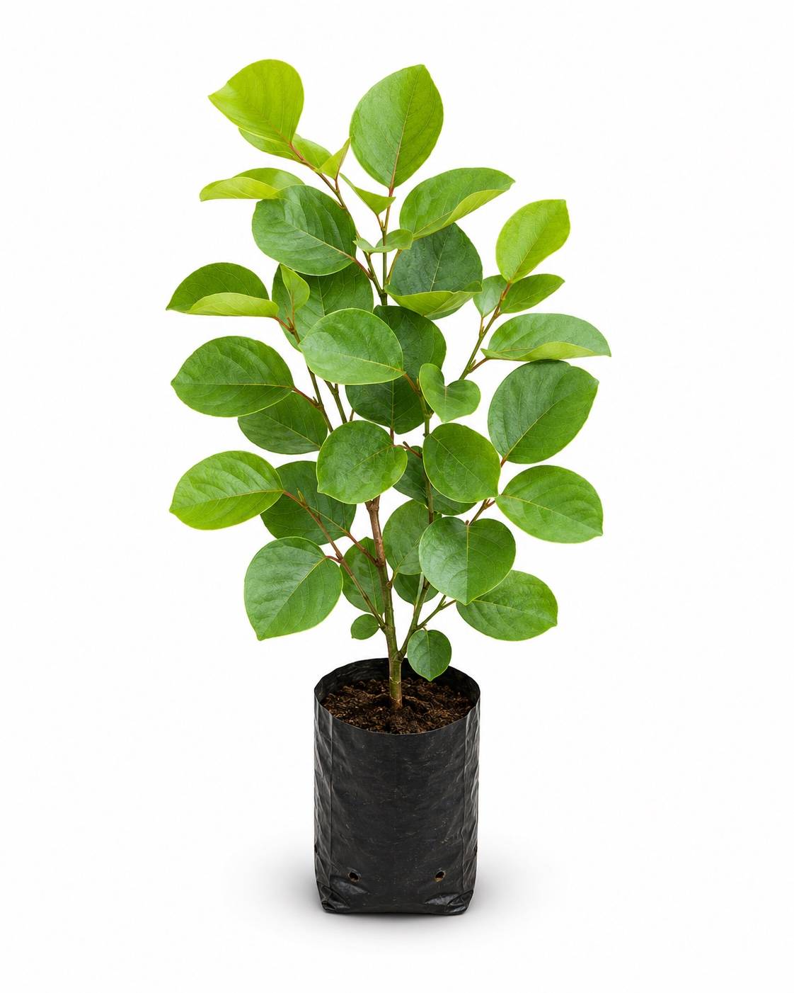 Red Sanders Plant