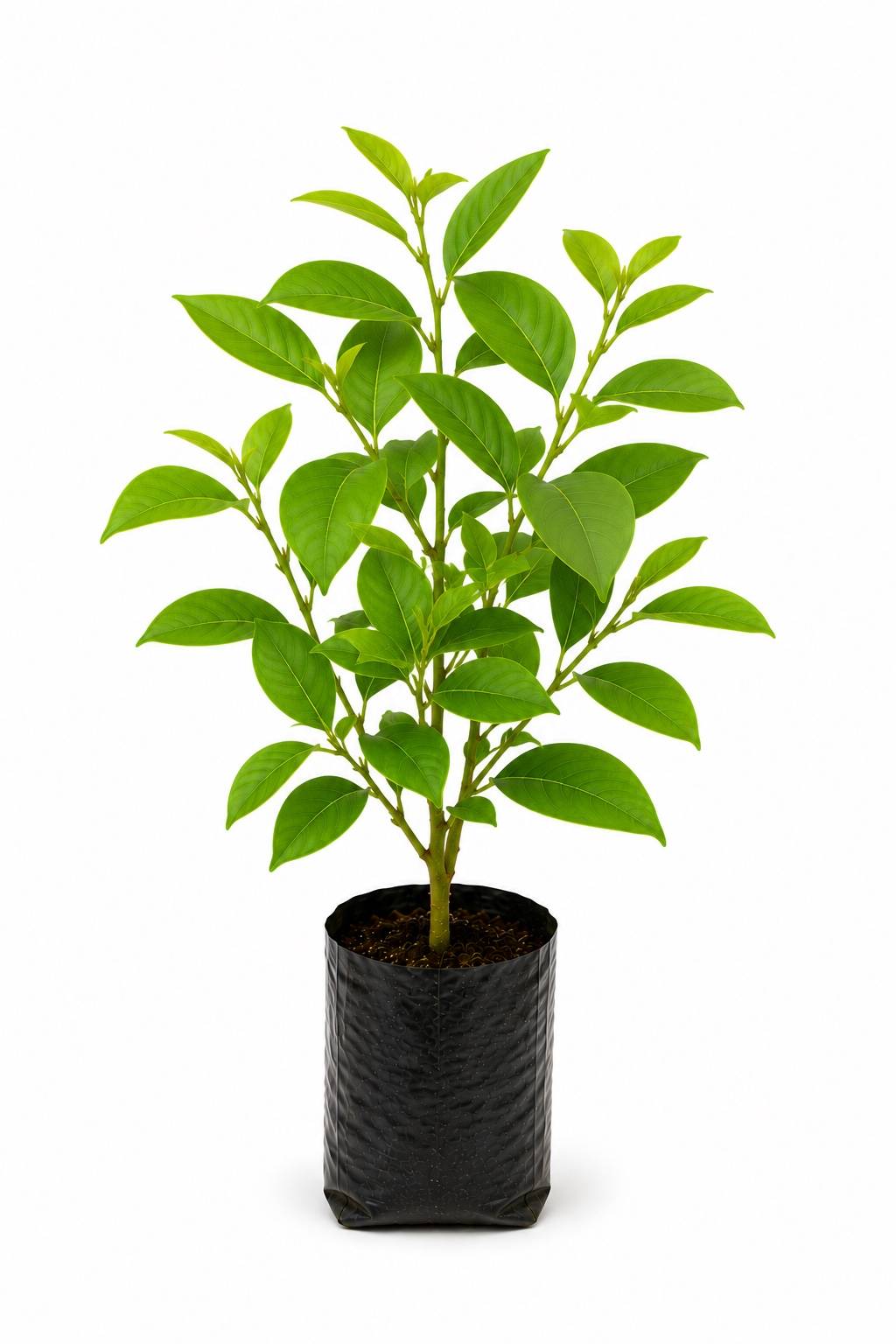 Sandalwood Plant