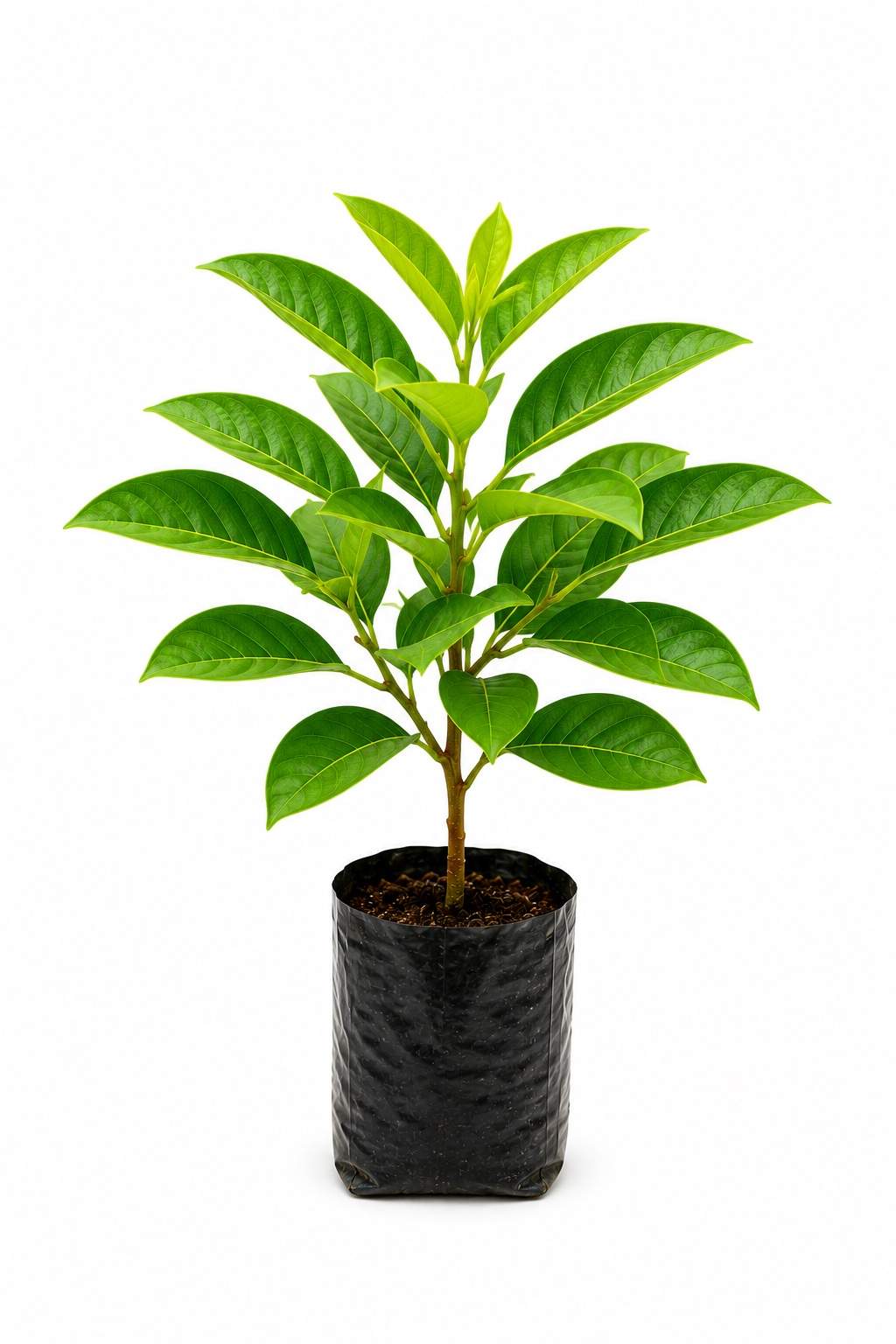 Shisham Plant