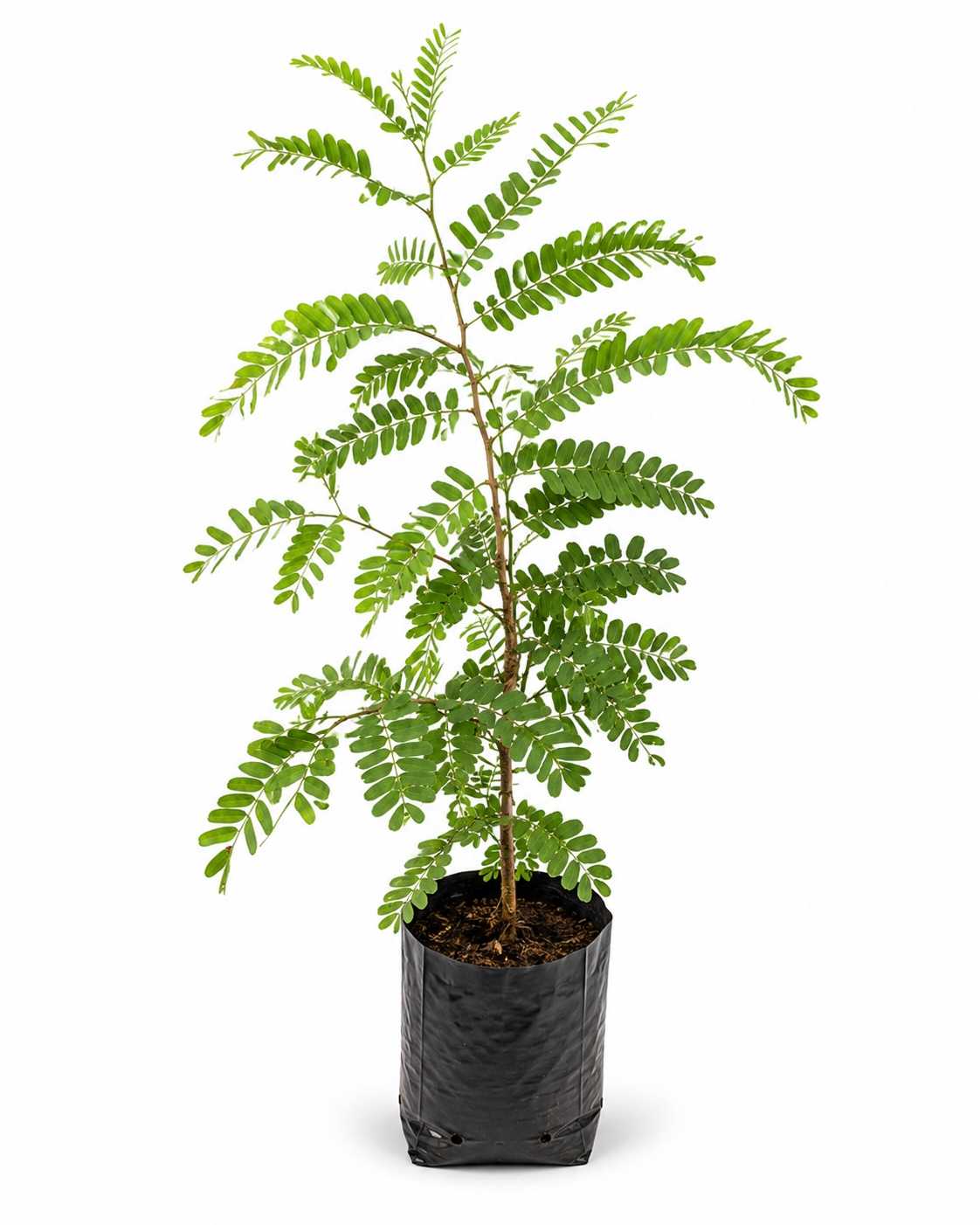 Tamarind Tree