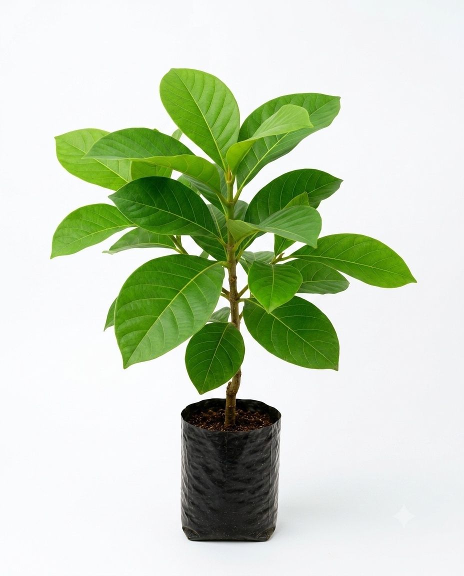 Tamil Teak Plant