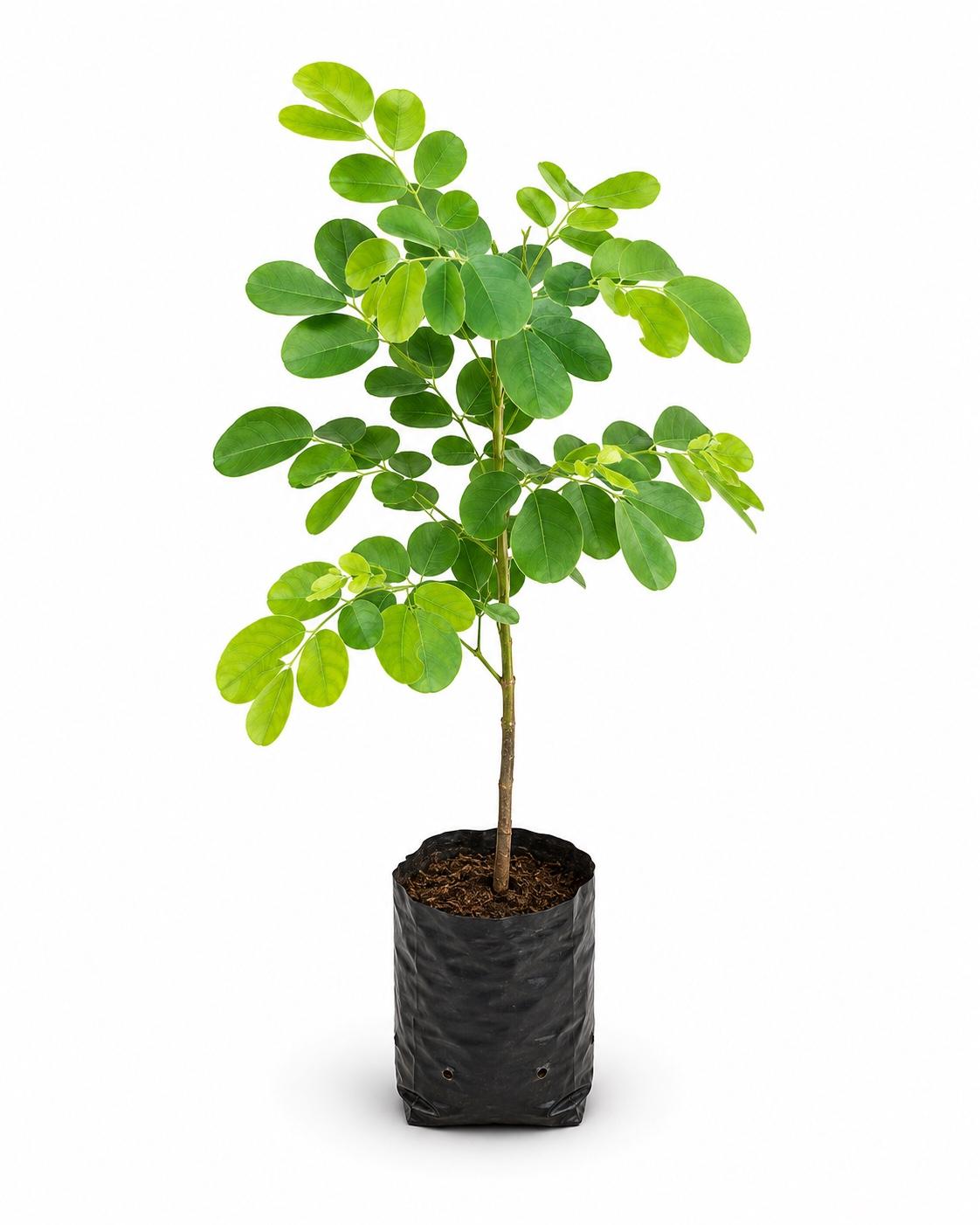 Vaagai Tree
