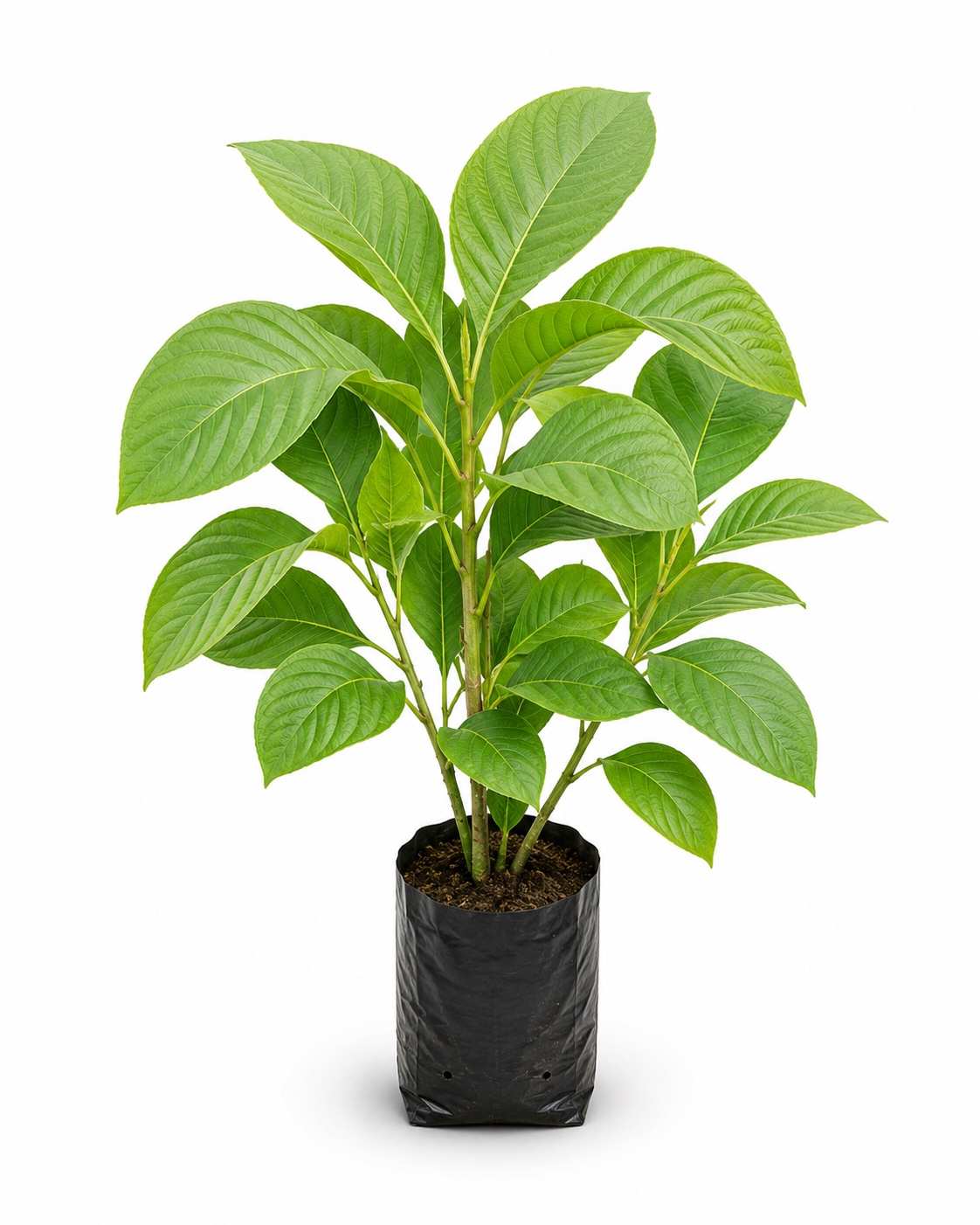 White Kadamba Tree
