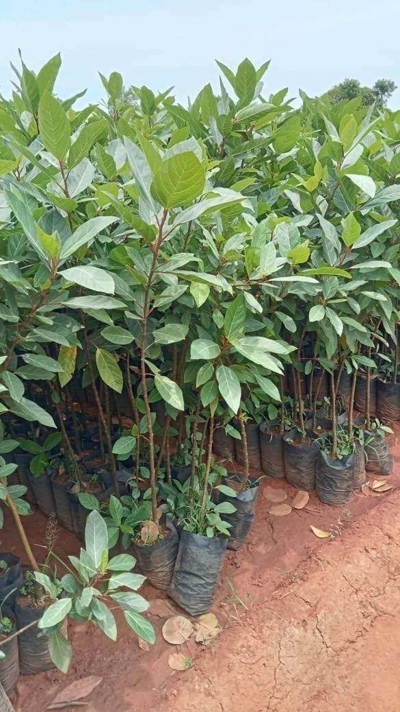 Wholesale plants and trees for bulk orders