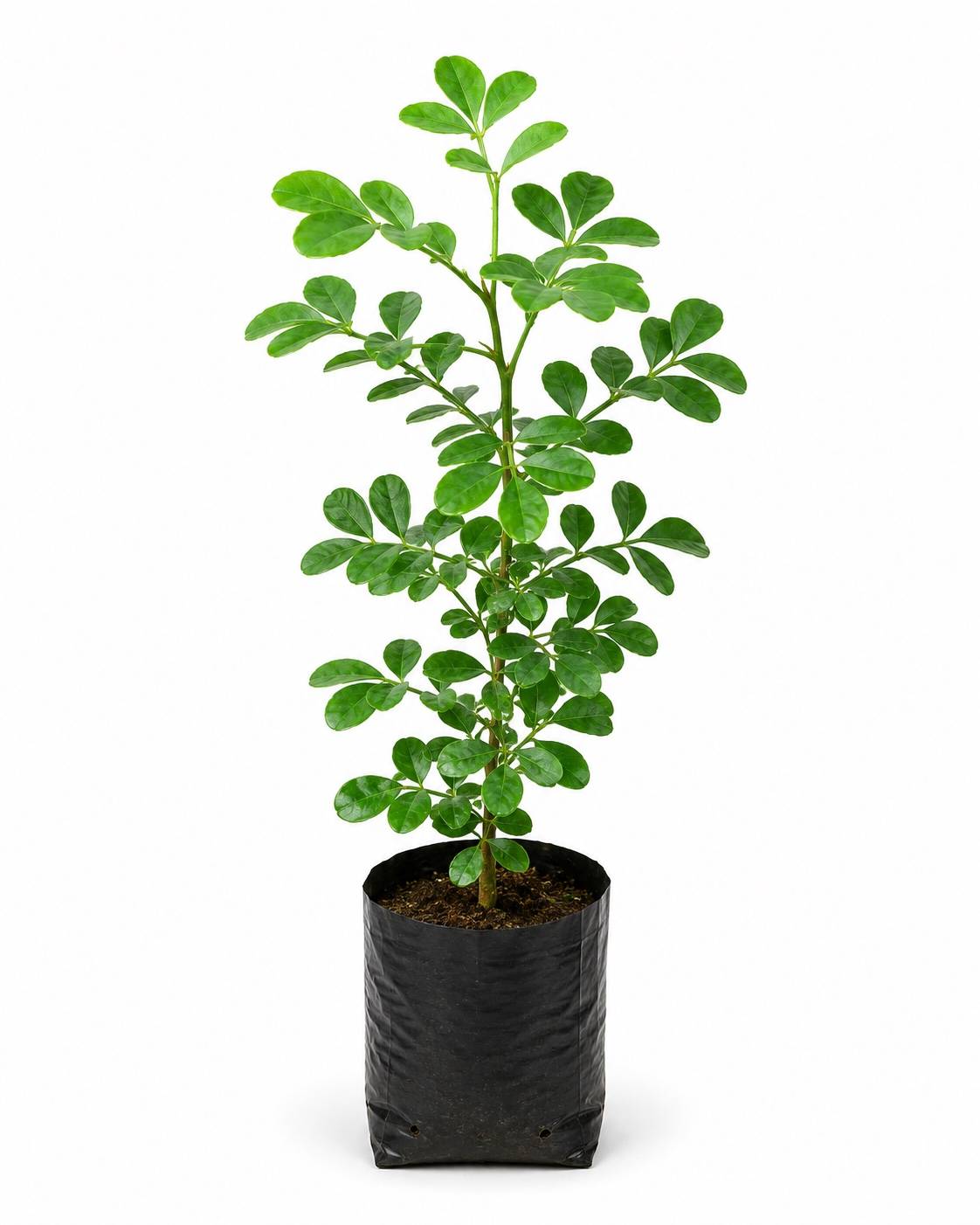 Wood Apple Plant